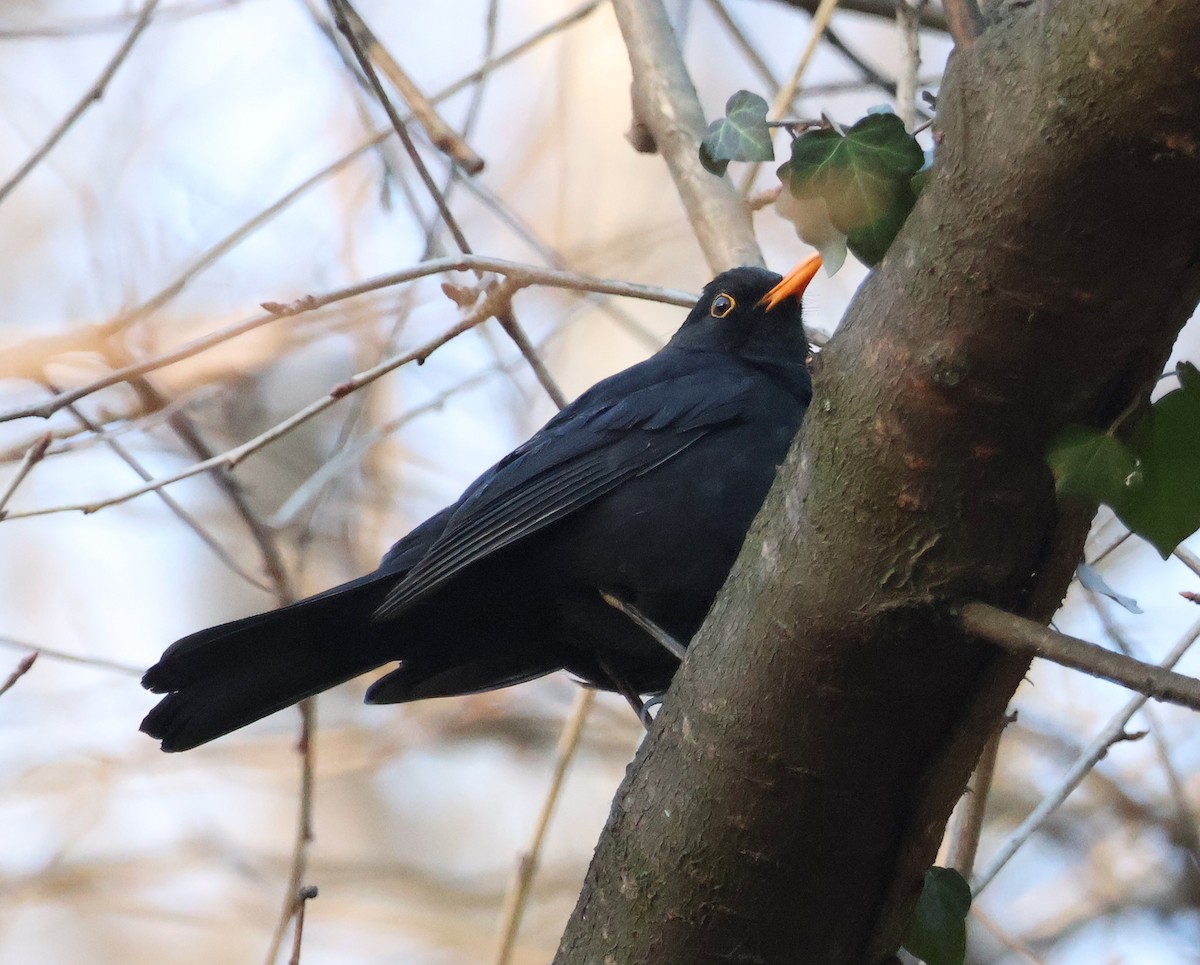 Eurasian Blackbird - ML614519741