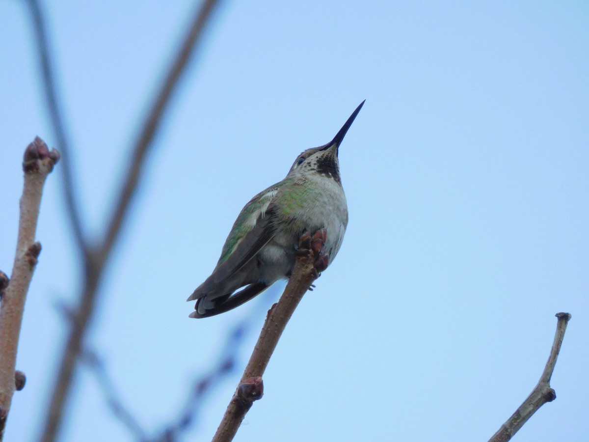 Anna's Hummingbird - ML614520169