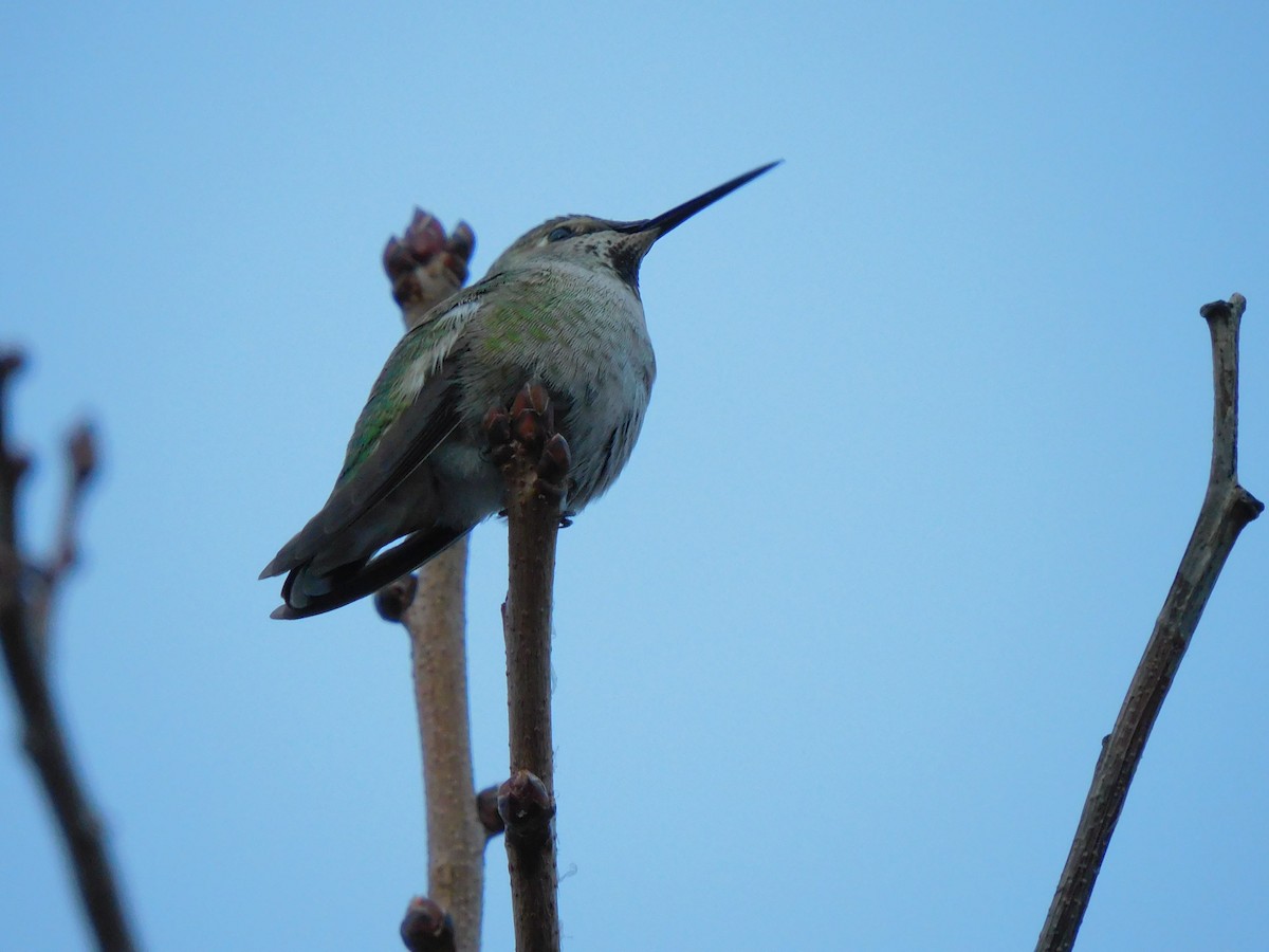 Anna's Hummingbird - ML614520170