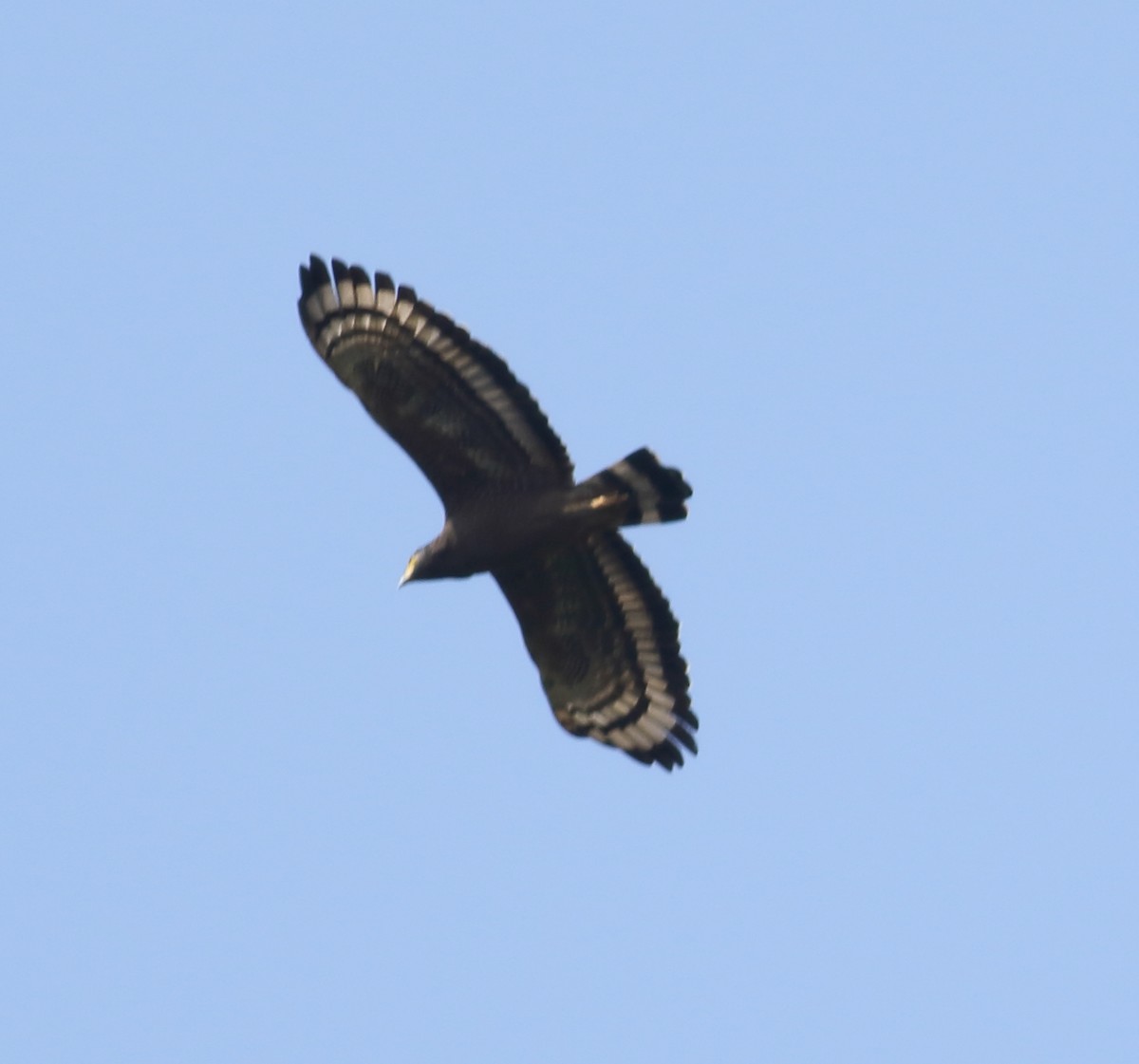 Crested Serpent-Eagle - ML614520215
