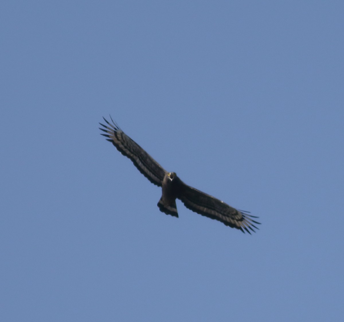 Crested Serpent-Eagle - ML614520219