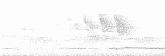 svarthaleketsal - ML614520250