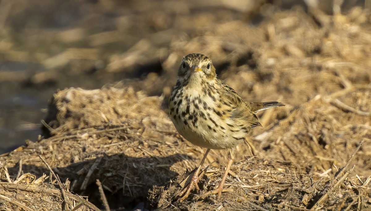 Meadow Pipit - ML614520394