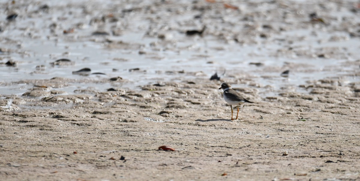 Semipalmated Plover - ML614520423