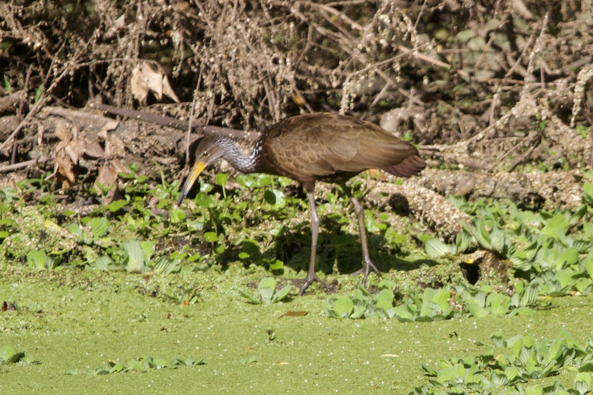 Limpkin (Brown-backed) - ML614520446