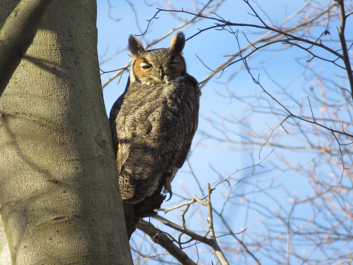 Great Horned Owl - ML614520524