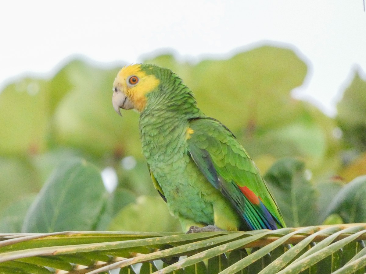 Yellow-shouldered Parrot - ML614520611