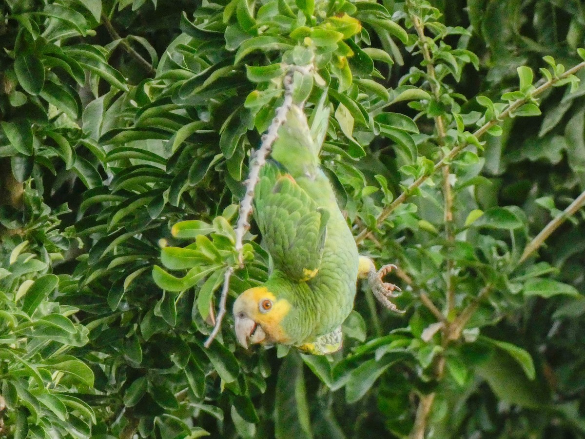 Yellow-shouldered Parrot - ML614520614