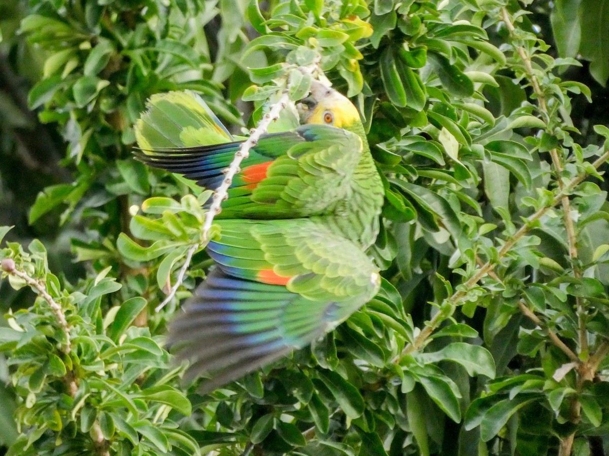 Yellow-shouldered Parrot - ML614520615