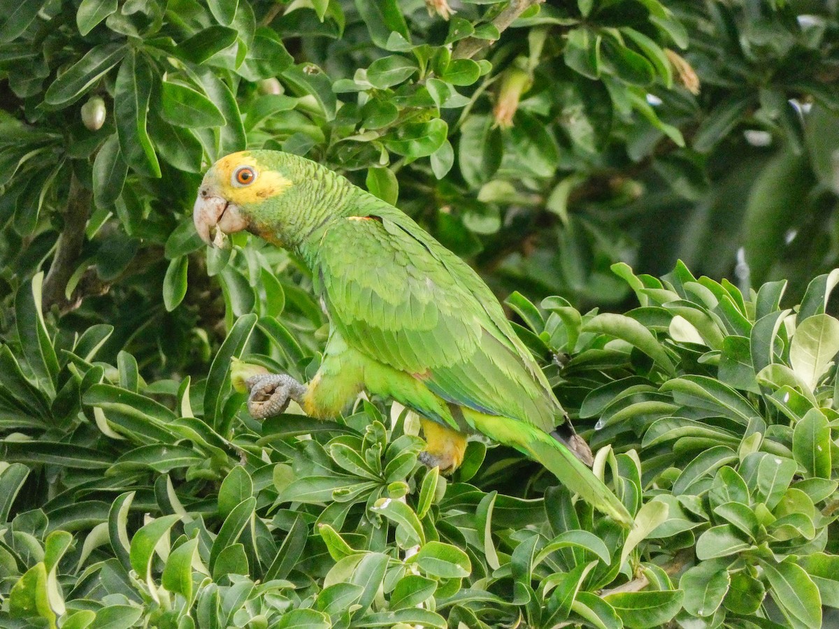 Yellow-shouldered Parrot - ML614520616