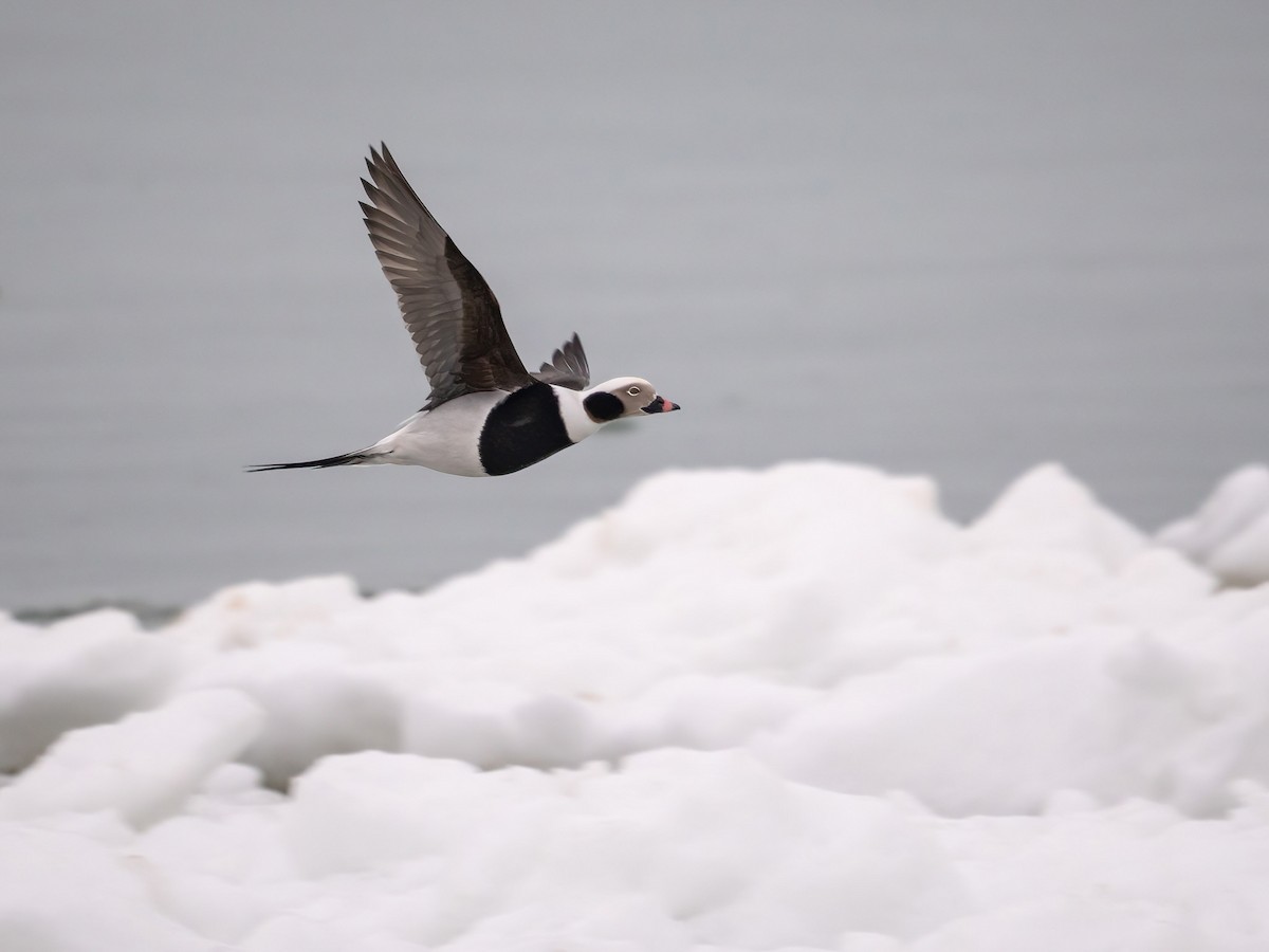 Long-tailed Duck - ML614520642