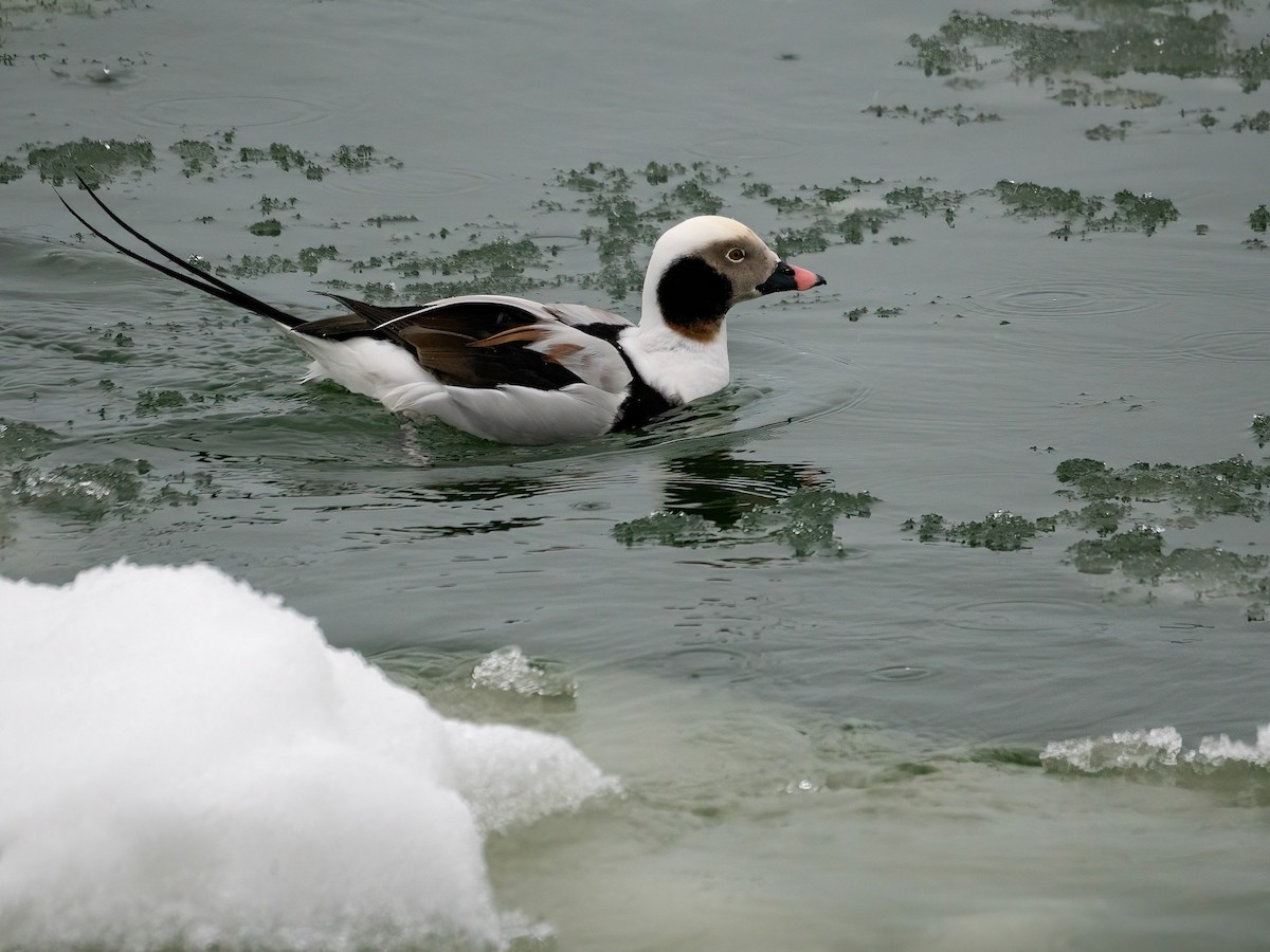 Long-tailed Duck - ML614520643