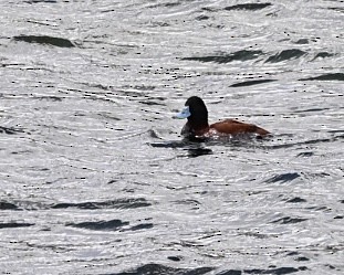 Andean Duck (ferruginea) - ML614520705