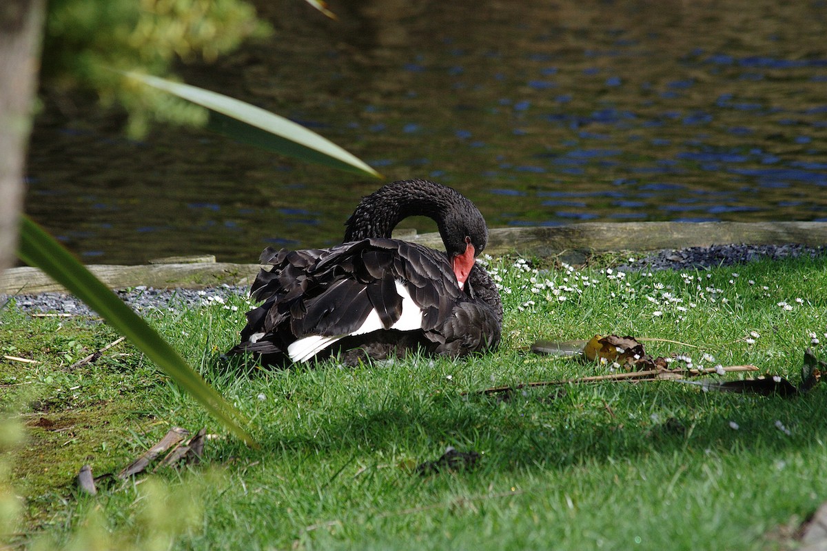 Black Swan - ML614520724