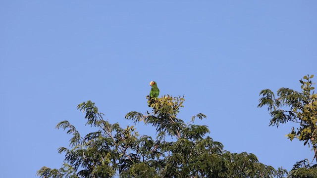 Yellow-lored Parrot - ML614520960