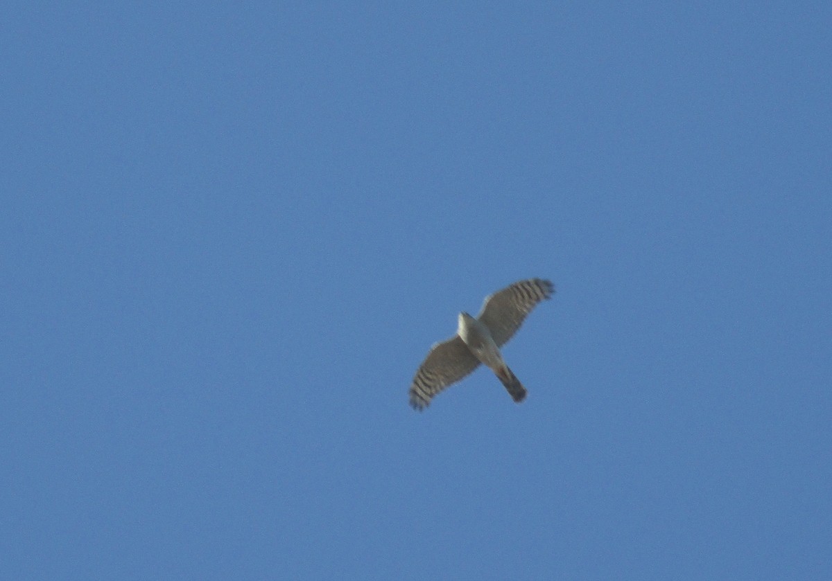 Eurasian Sparrowhawk - ML614521054