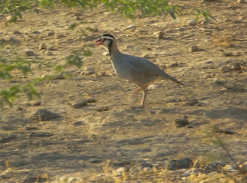 Arabian Partridge - ML614521201