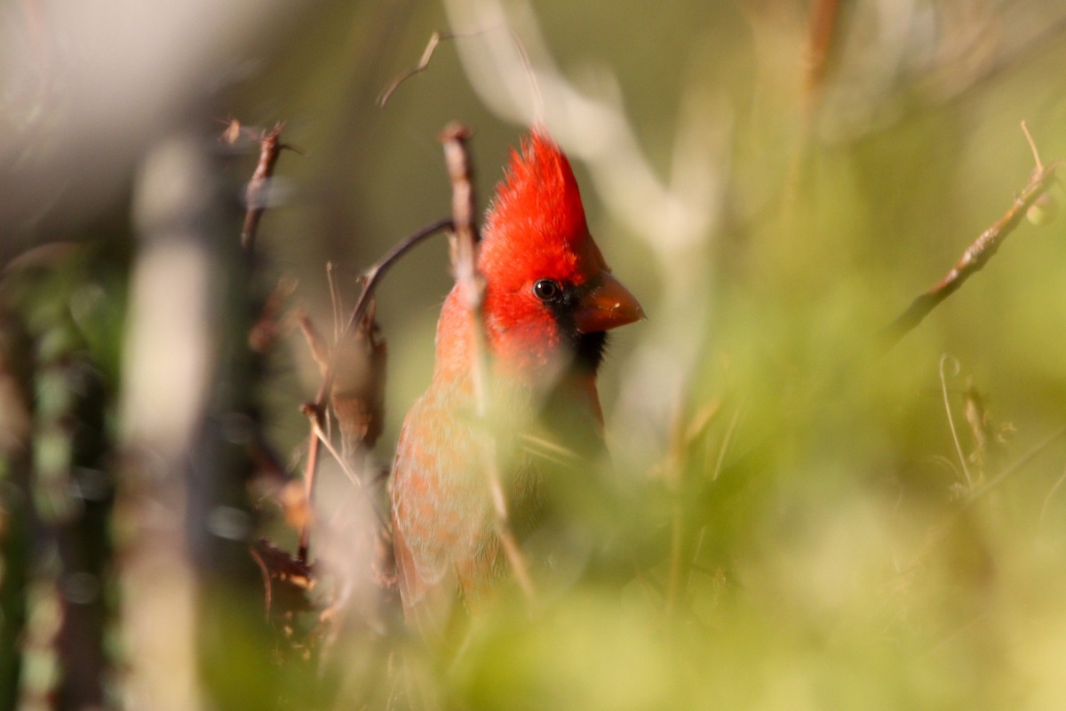 Northern Cardinal - Russell Campbell