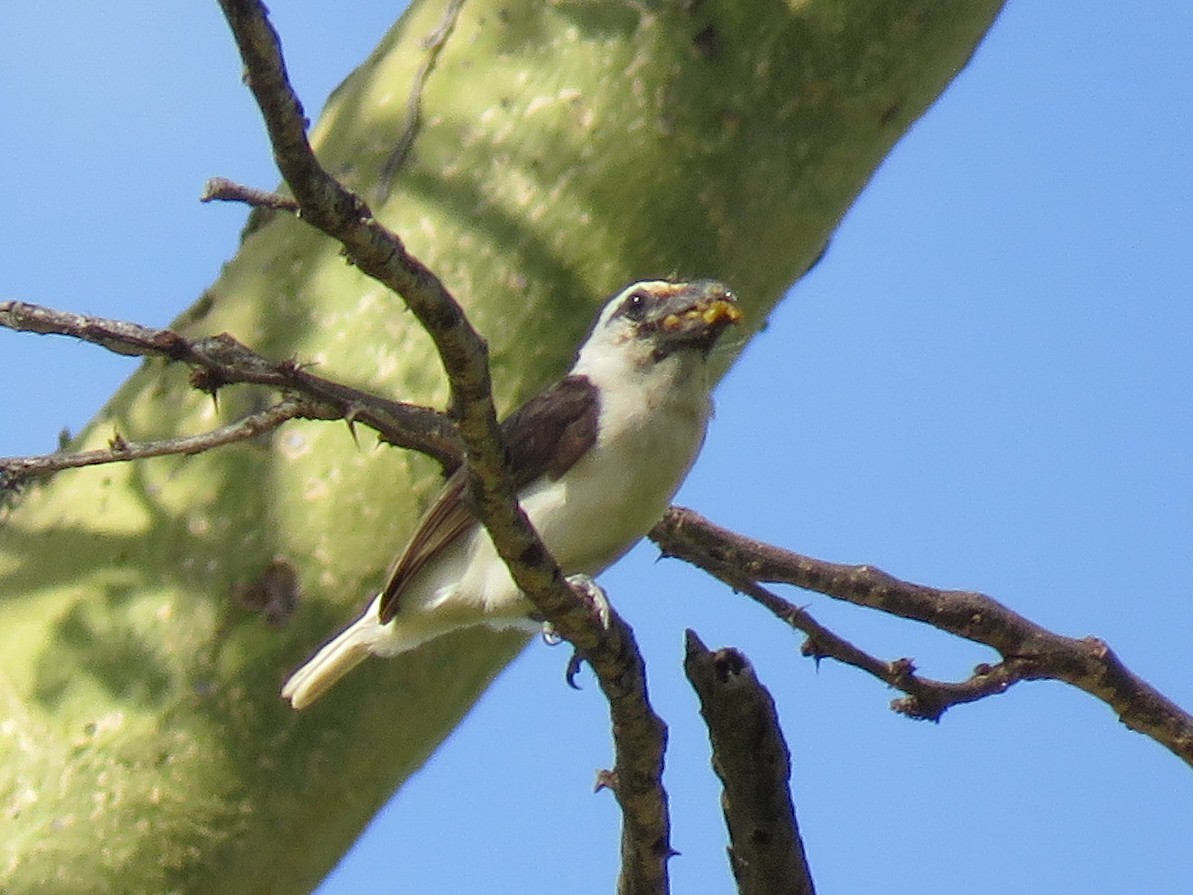White-headed Barbet (Brown-and-white) - ML614521575