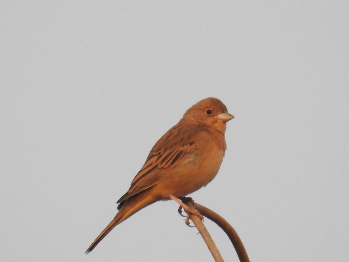 Red-headed Bunting - ML614521591