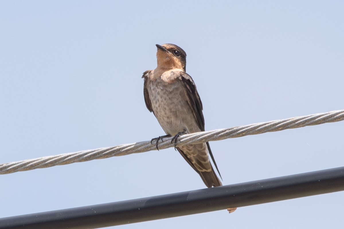 Pacific Swallow - ML614522209