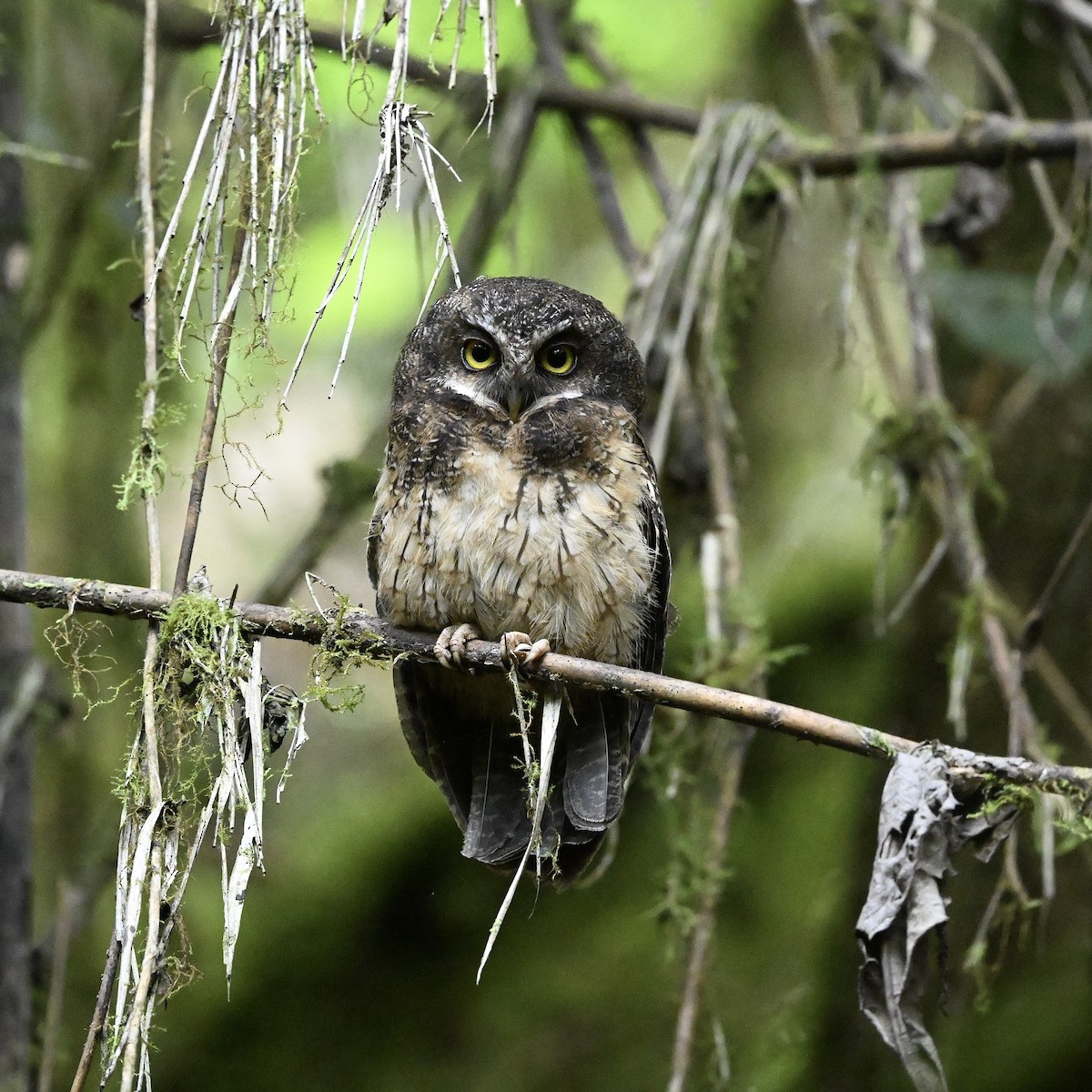 White-throated Screech-Owl - ML614522221