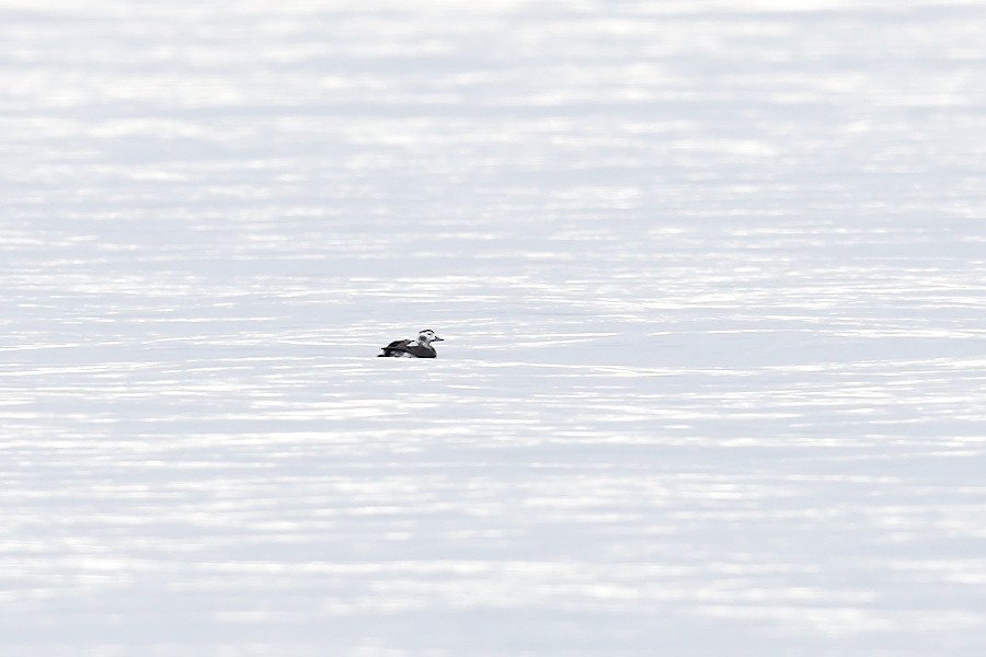 Long-tailed Duck - ML614522267