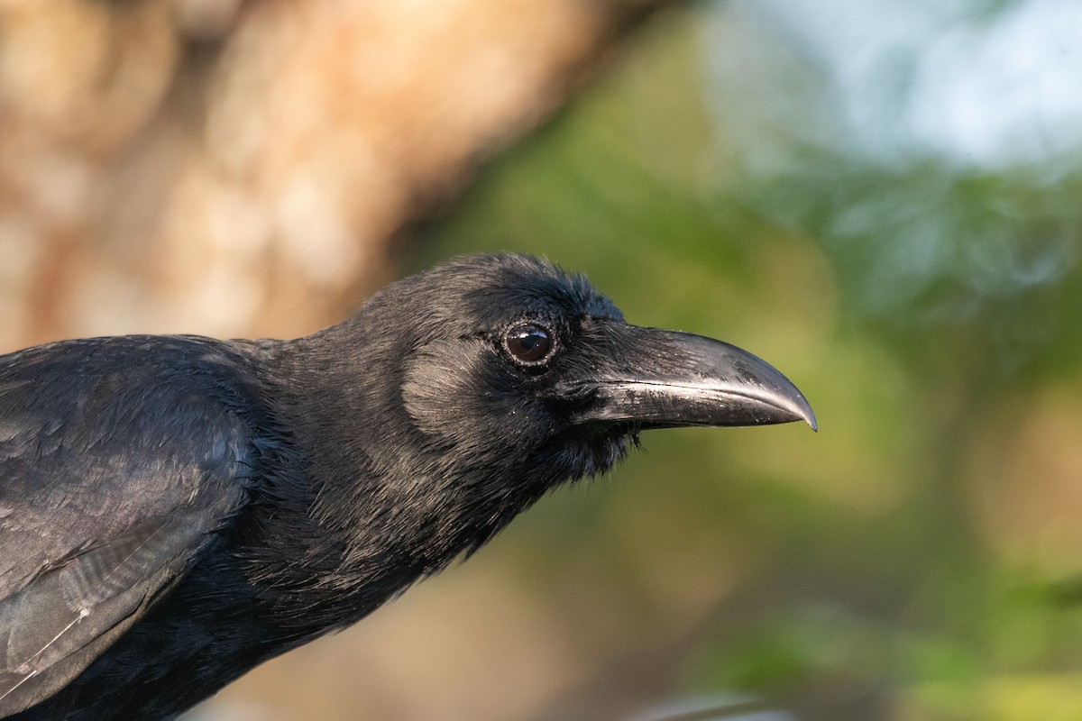 Large-billed Crow - Ryota Sei
