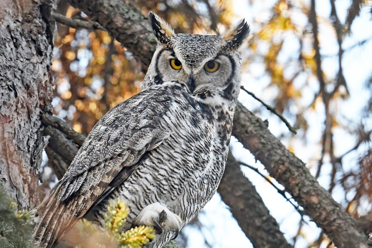 Great Horned Owl - ML614522478