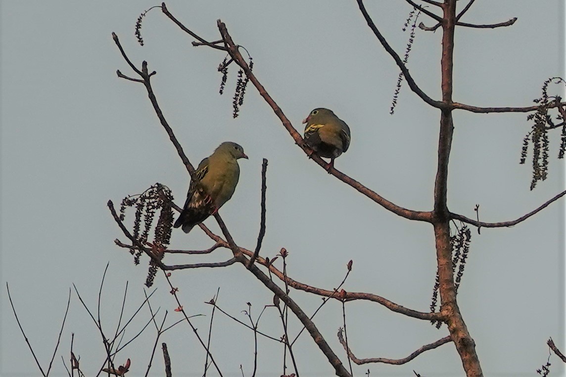 Thick-billed Green-Pigeon - ML614522583