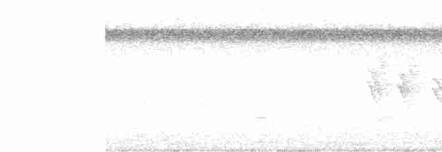 Віреончик білочеревий - ML614522604