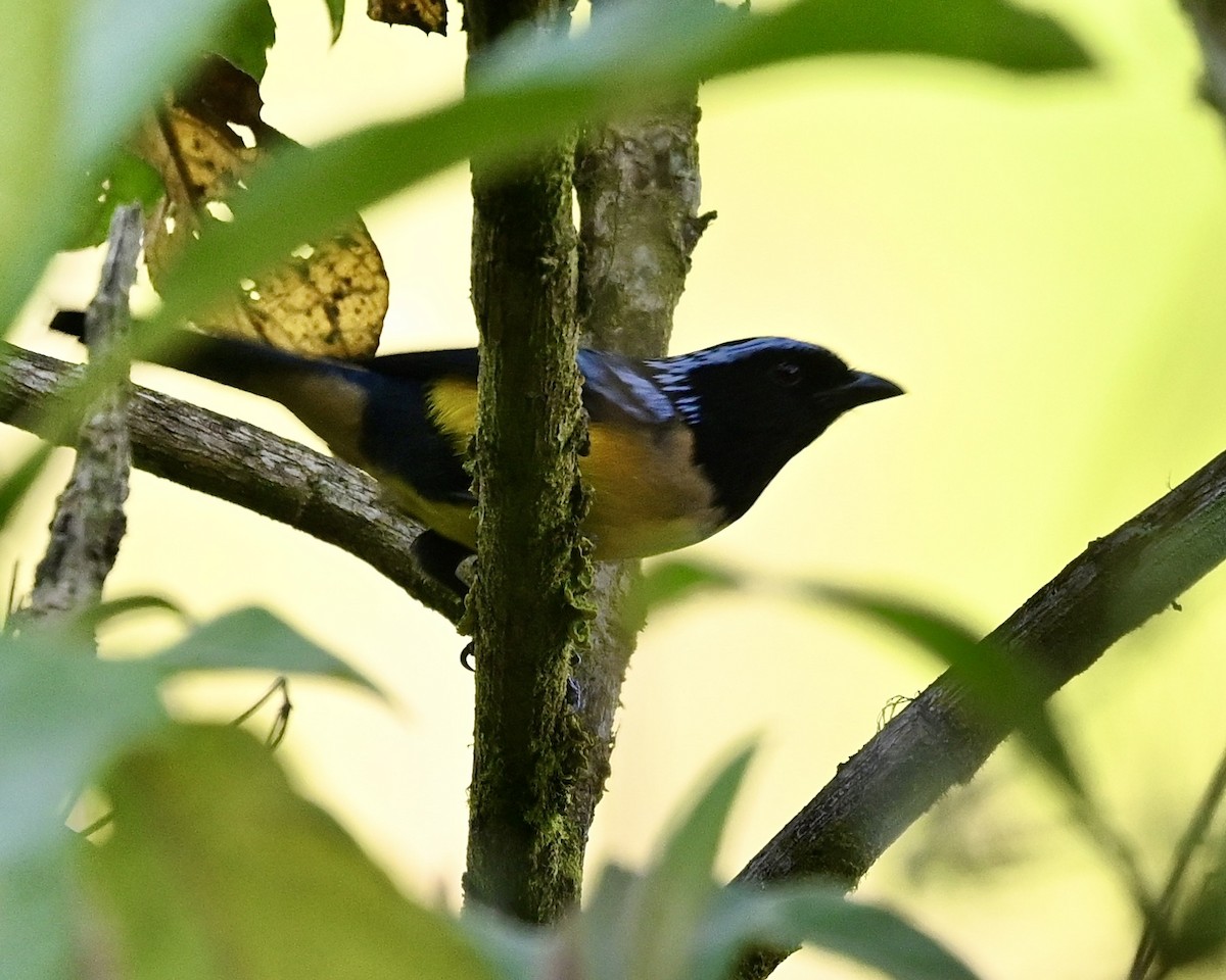 Buff-breasted Mountain Tanager (Buff-breasted) - ML614522681