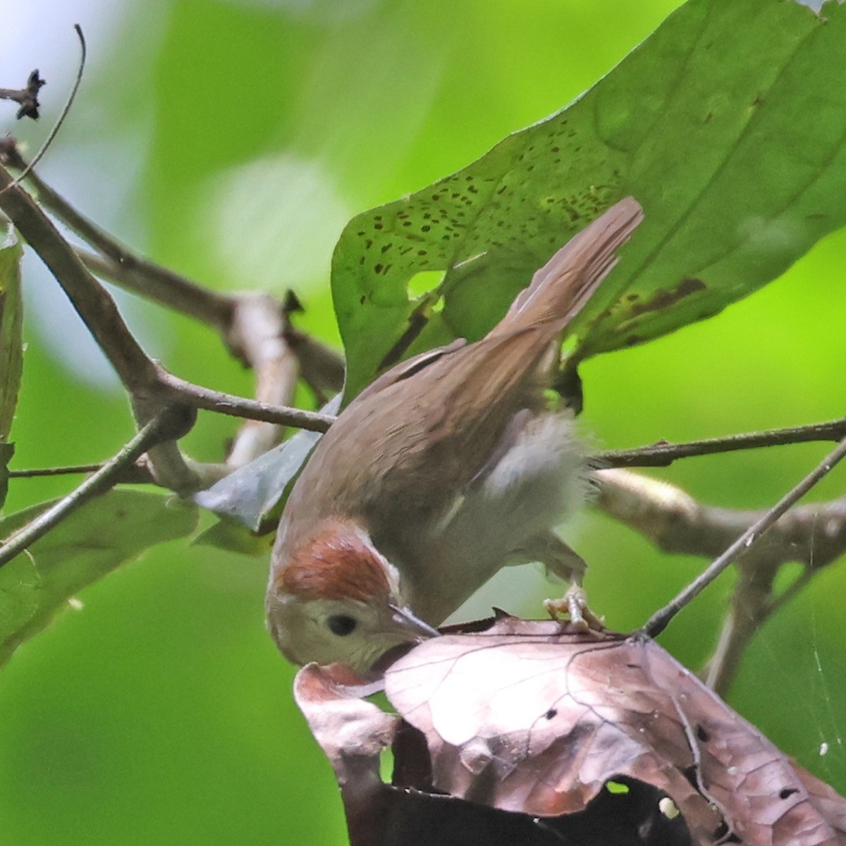 Rufous-fronted Babbler - Ching Chai Liew