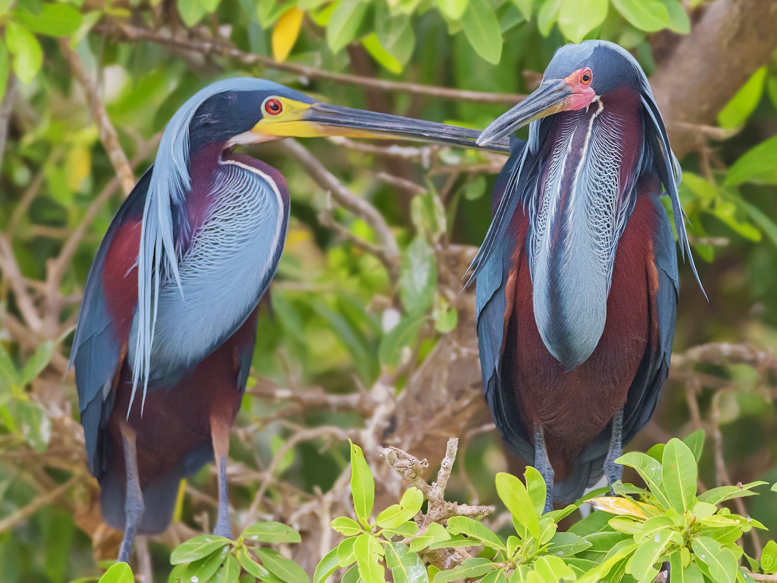 Agami Heron - Hugo Herrera