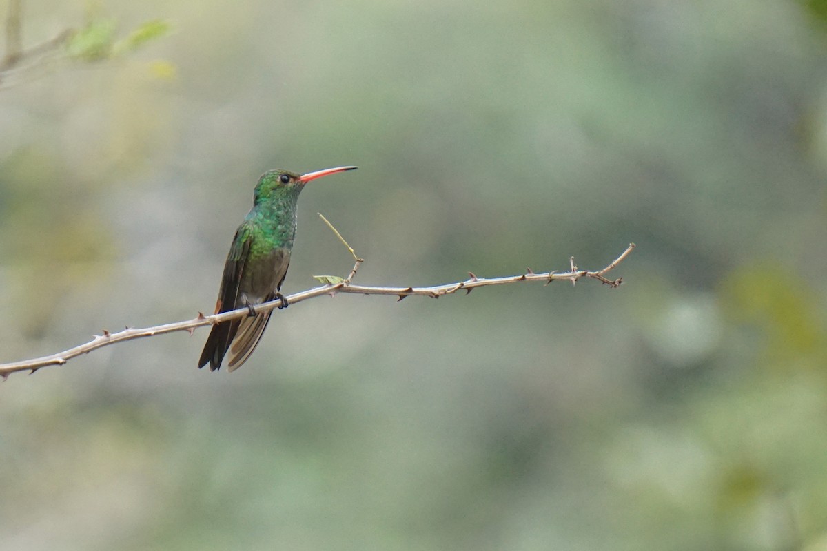Rufous-tailed Hummingbird - ML614522793