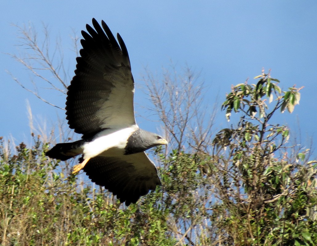 Black-chested Buzzard-Eagle - Kassius Santos