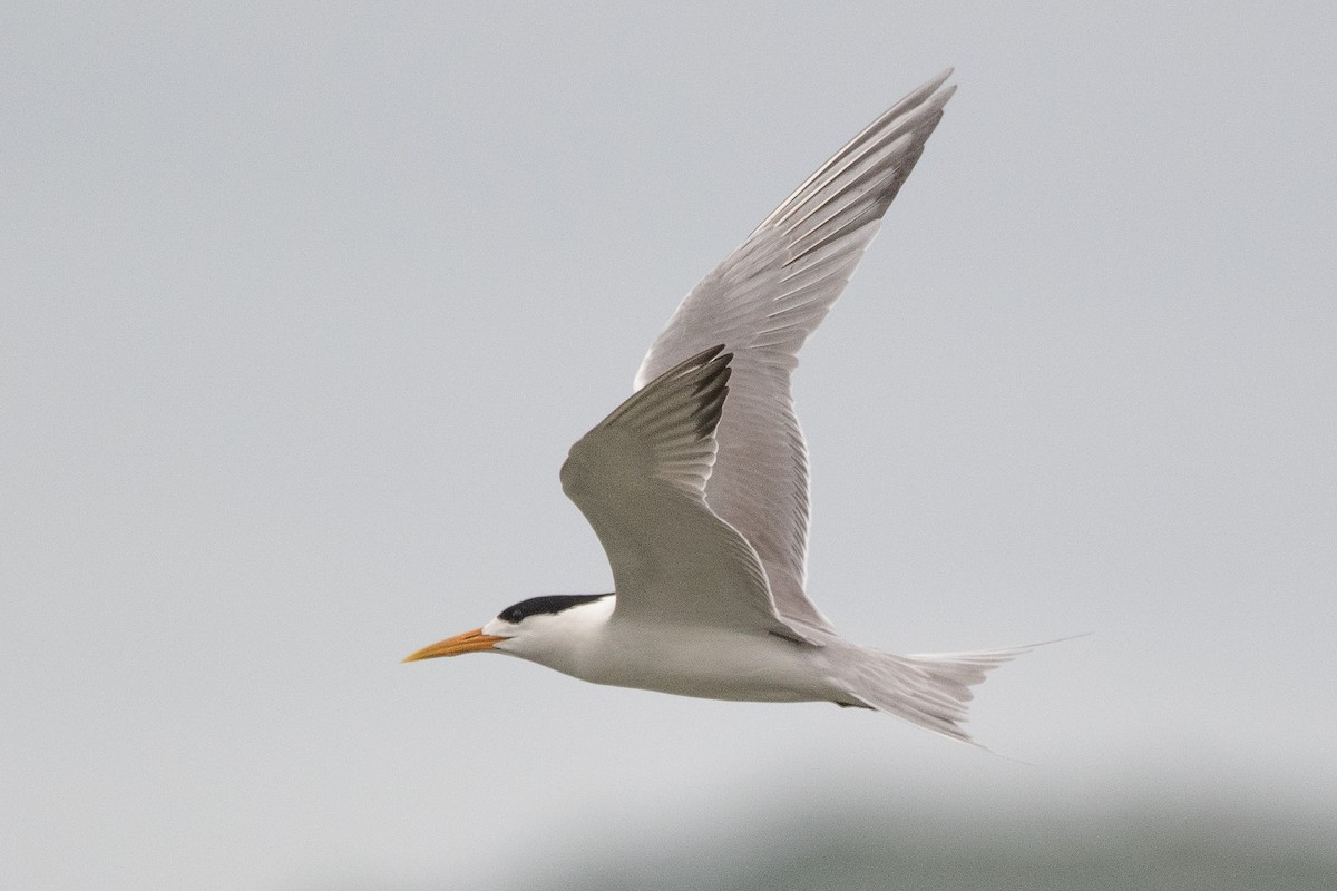 Great Crested Tern - ML614522929