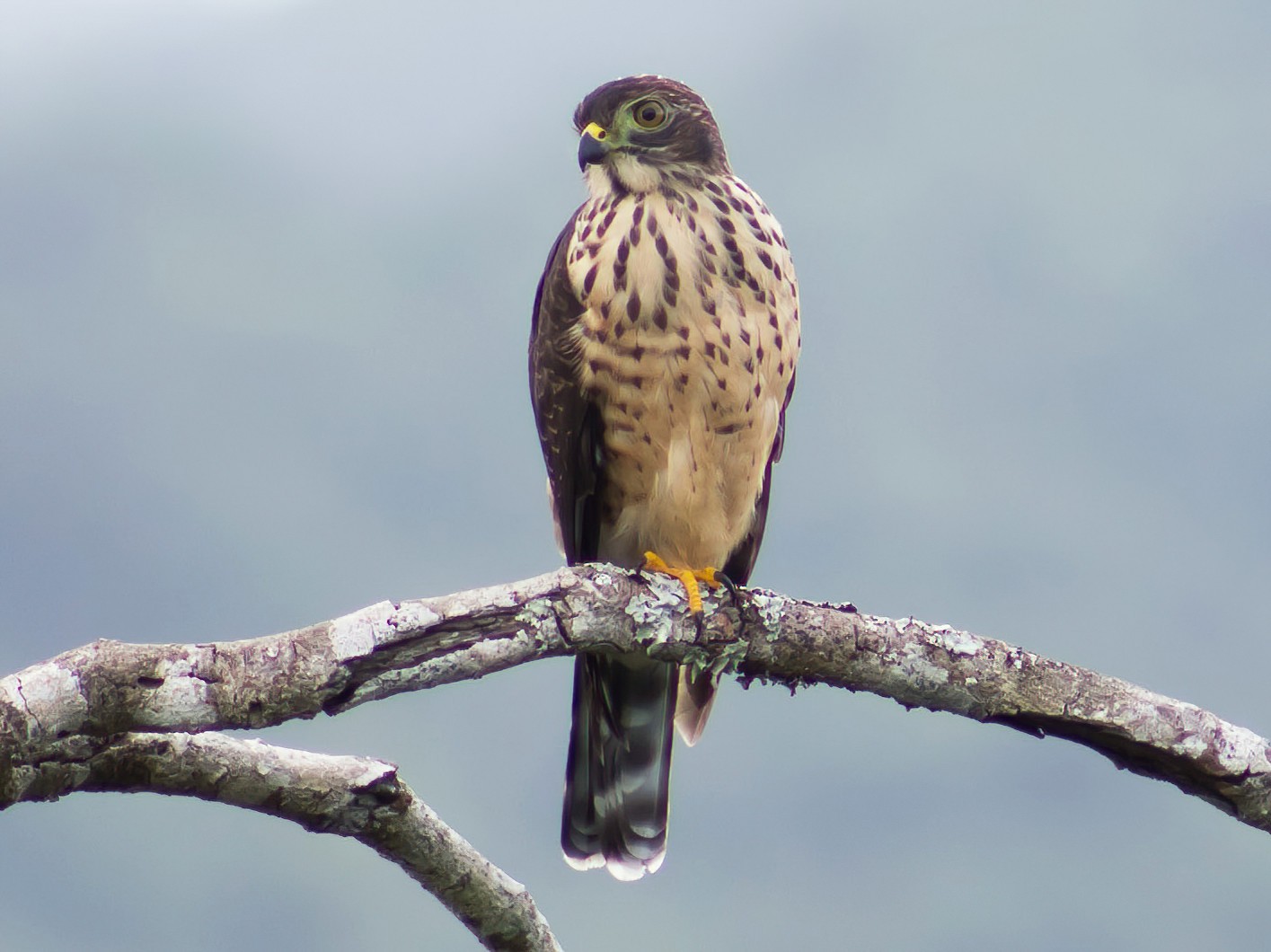 Double-toothed Kite - eBird