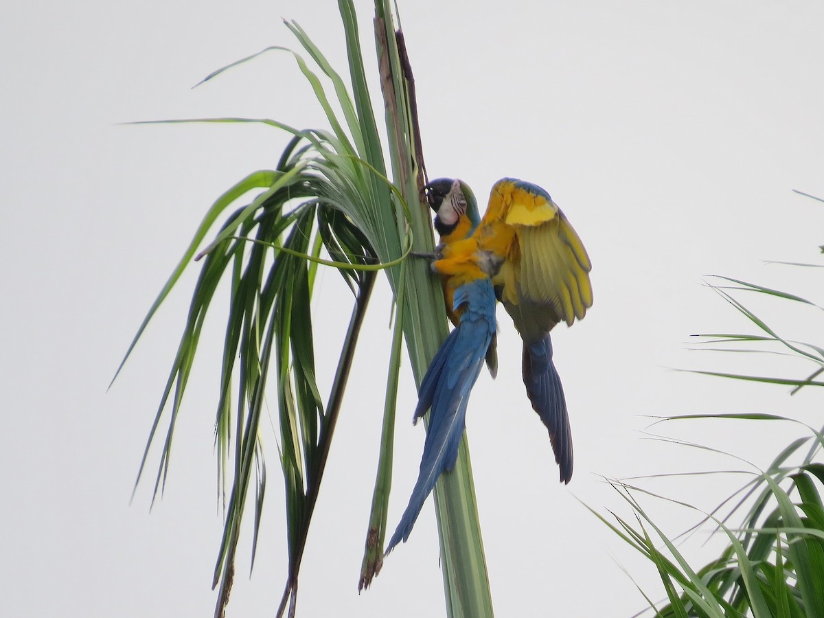 Blue-and-yellow Macaw - ML614523171