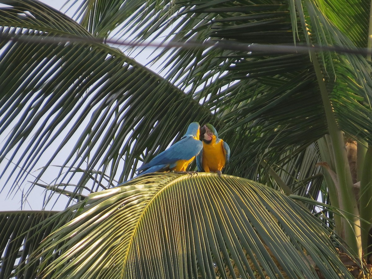 Blue-and-yellow Macaw - ML614523174
