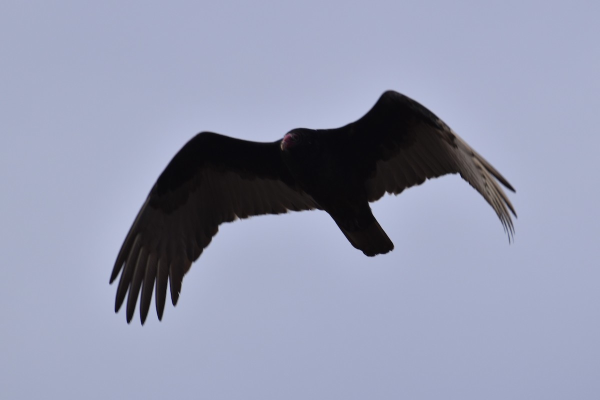 Turkey Vulture - ML614523752