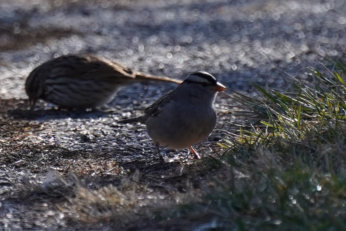 White-crowned Sparrow - ML614523783