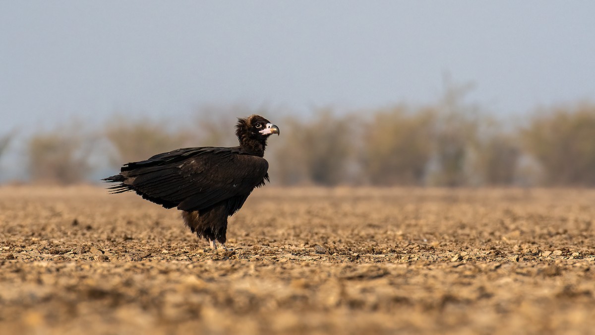 Cinereous Vulture - ML614523877