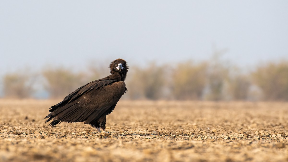 Cinereous Vulture - ML614523883