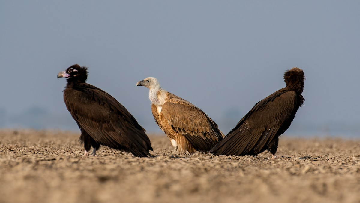 Cinereous Vulture - ML614523885