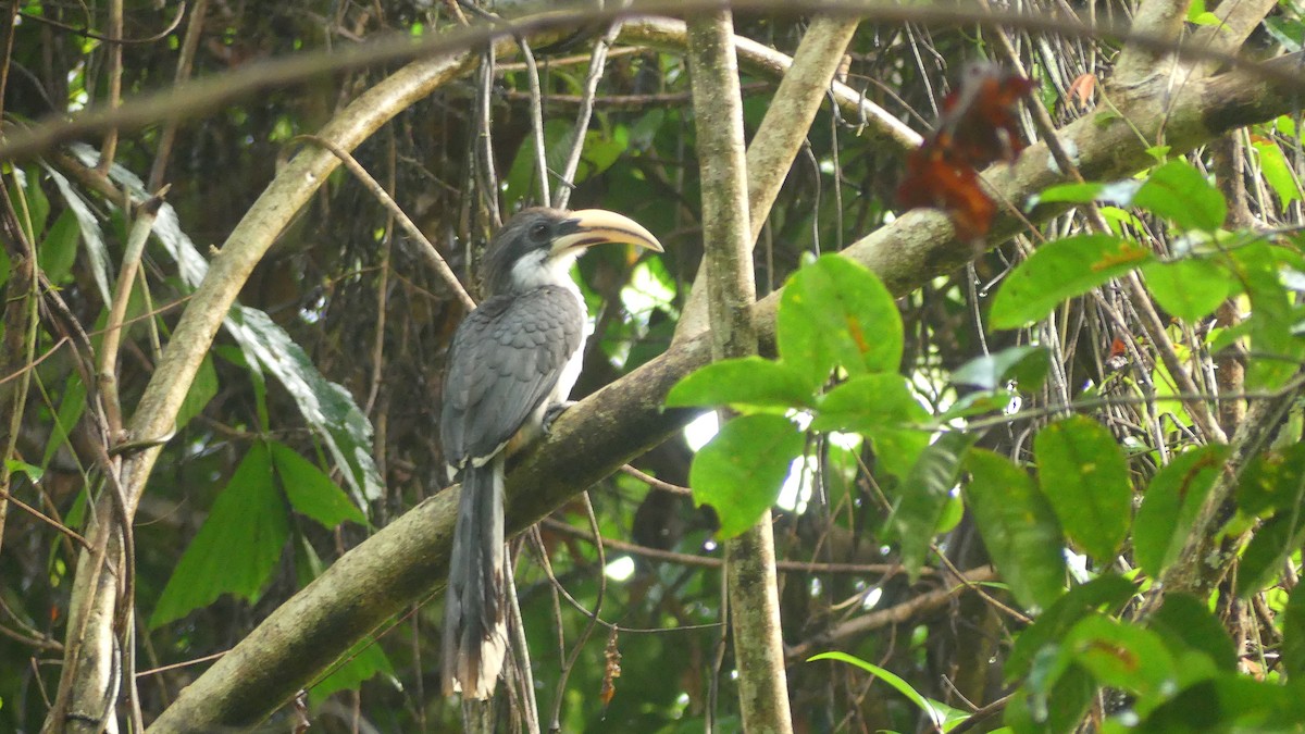 Sri Lanka Gray Hornbill - ML614523899