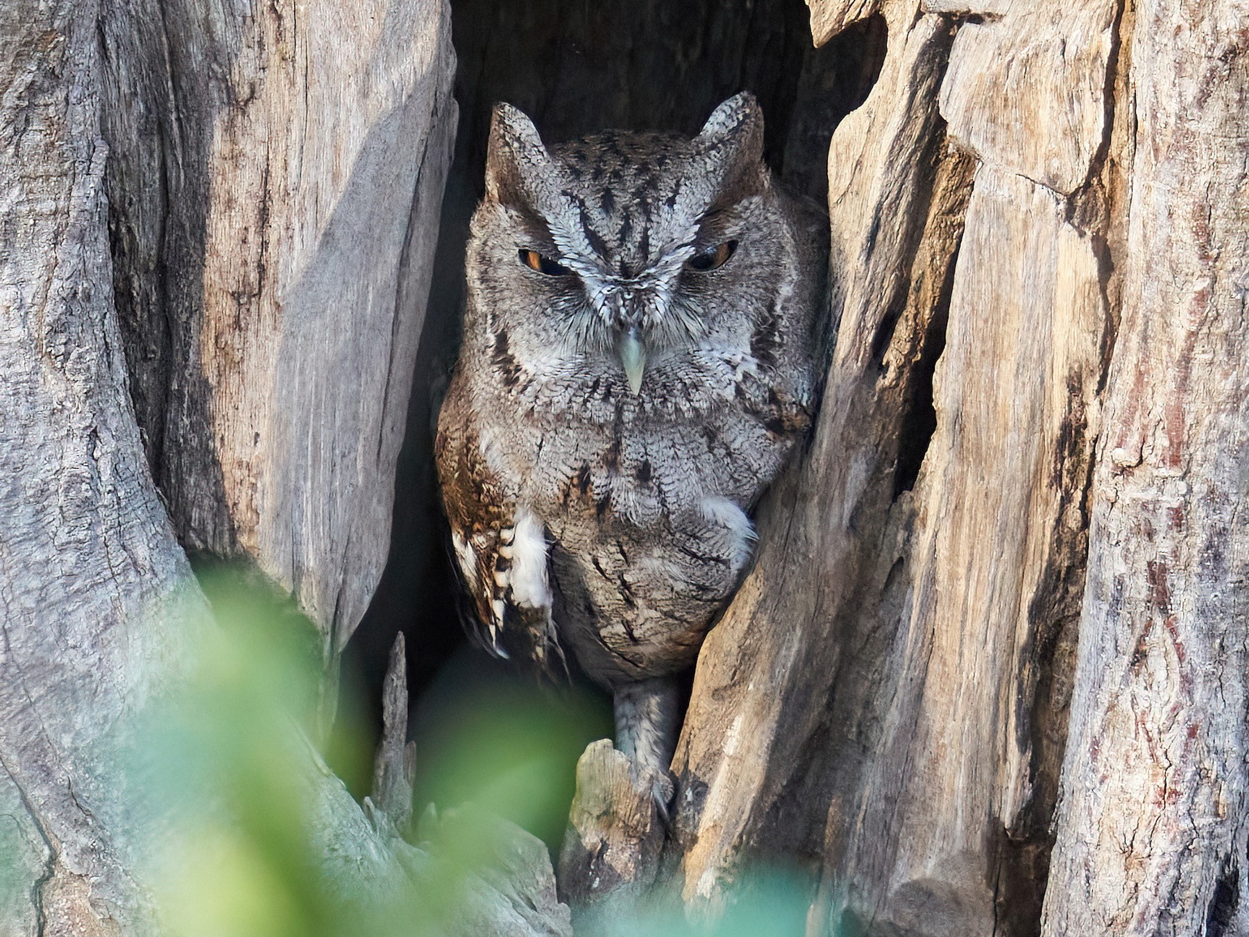 Pacific Screech-Owl - Grigory Heaton