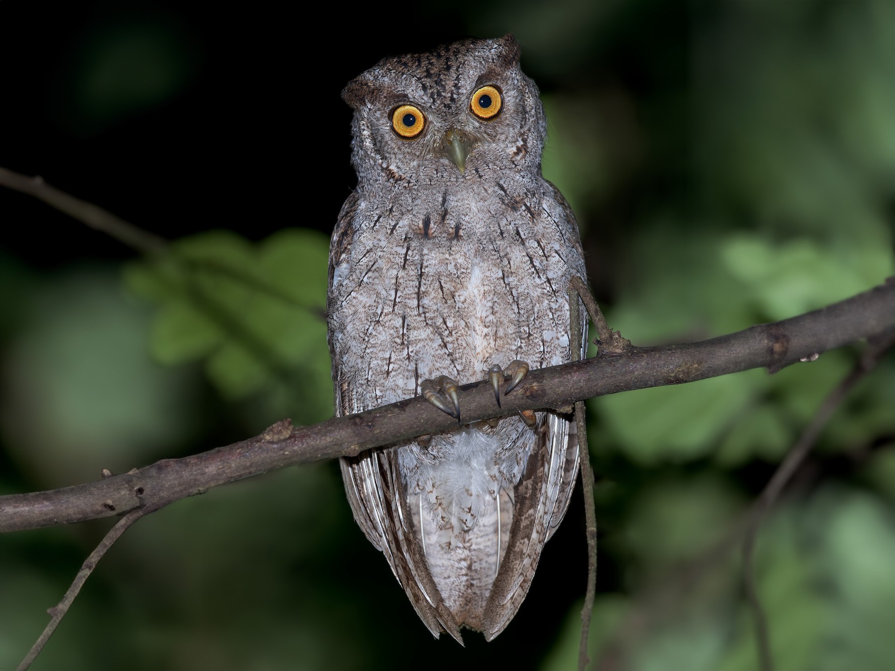 Pacific Screech-Owl - Dubi Shapiro