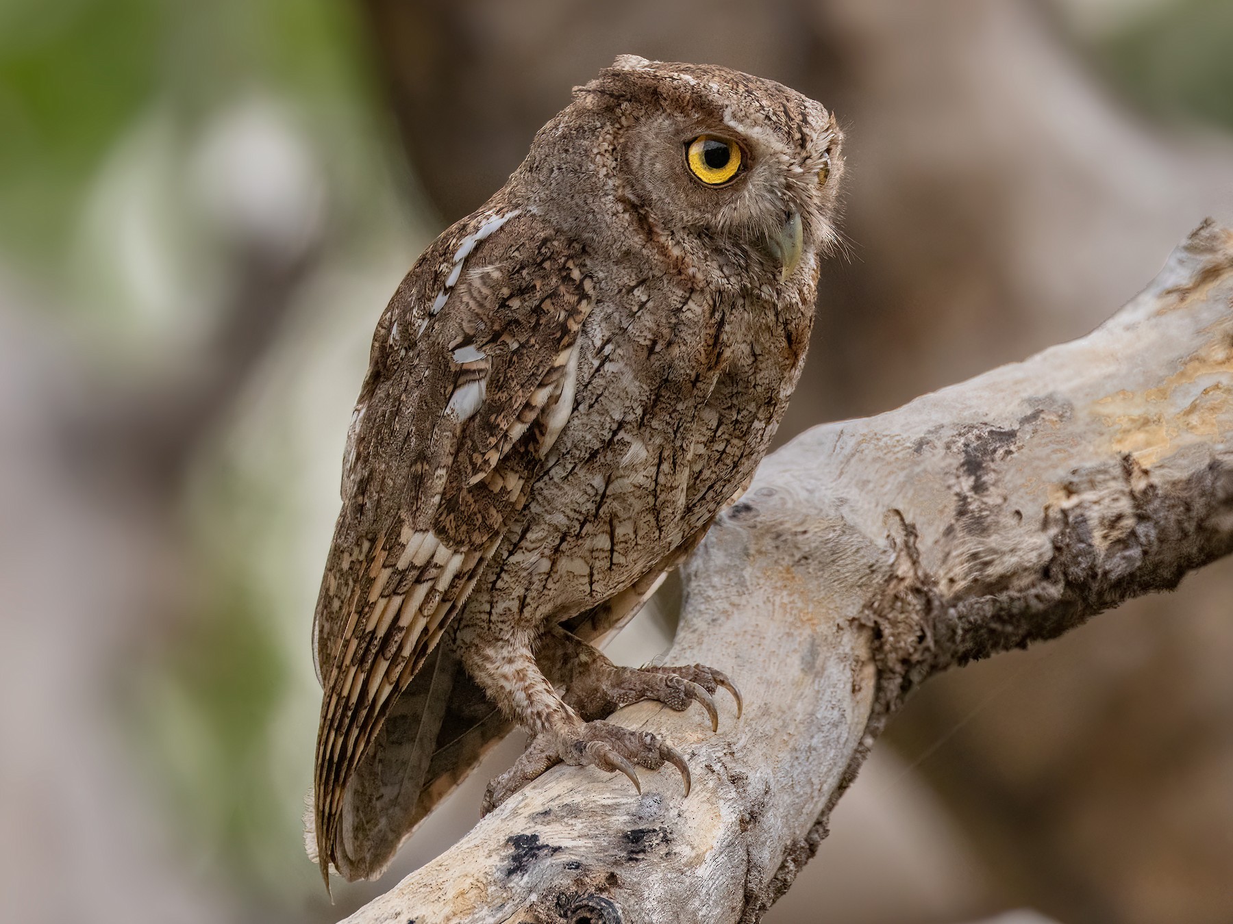Pacific Screech-Owl - Iris Kilpatrick