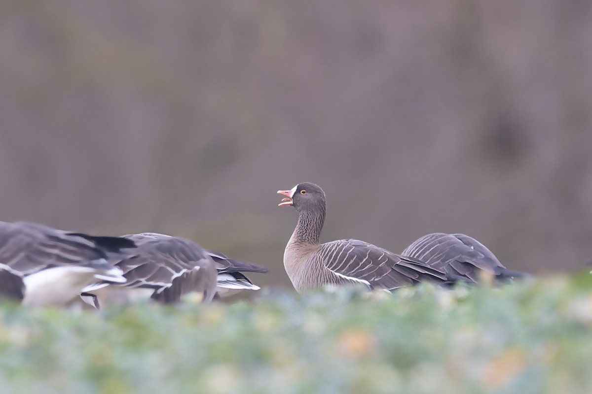 Lesser White-fronted Goose - ML614524155